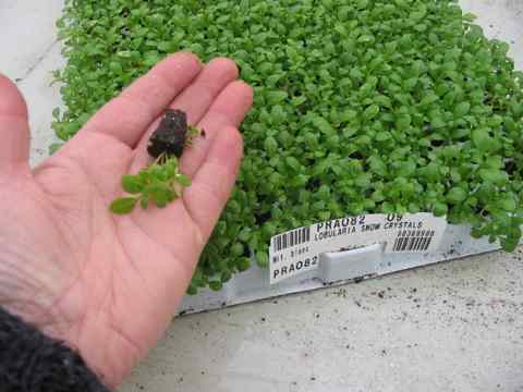 مروارید(گل عسل)